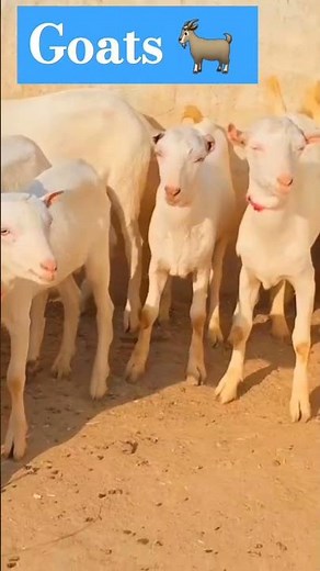 #animals #goat ,How to Start Goat Farming for Beginners
