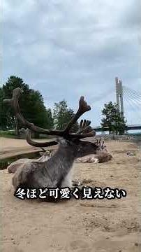 ヘラジカのヒミツ #動物プロダクション
