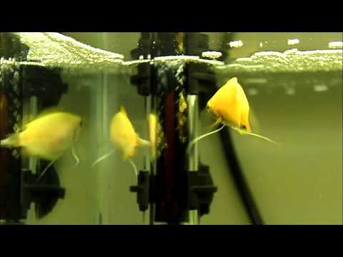 Gold Honey Gourami: bubble nest and mating ritual