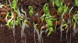 Seeds of flax are sprouting and germinating into the ground and becoming covered by fungus because of increased humidity. Farming microgreen at home for keeping healthy diet and eating vitamins