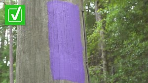 Why there is purple paint on North Carolina trees? | VERIFY