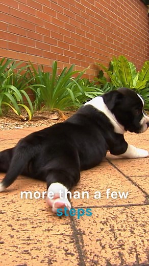 Teaching cute puppy with swimmer syndrome how to walk 🥹 #puppy #chrisbrown #bondivet | Bondi Vet