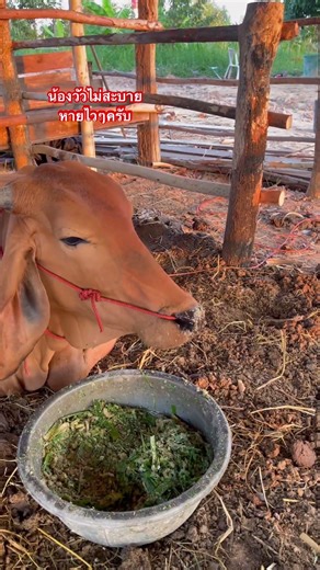 มาดูน้องวัวไม่สะบาย #เด็กน่ารักชาม่อน