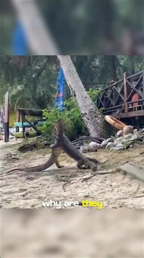 Why are they "hugging''? crocodiles 😥#crocodiles #shorts