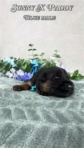 Sunny's 2 Weeks Old Blue Collar Male