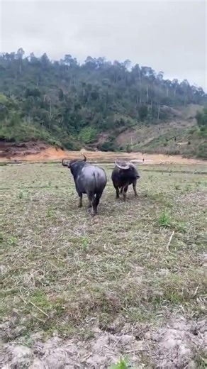 hai con trâu cà cổ cong gặp nhau #trâu #contrauduc #shortvideo #shorts