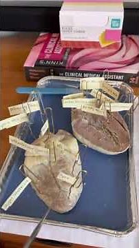 BIO 169 LAB2- dissection and labeling of sheep heart