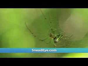 Snead Eye Group - Spider Web Commercial