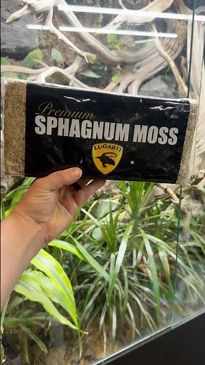 How I use sphagnum moss in my enclosure.