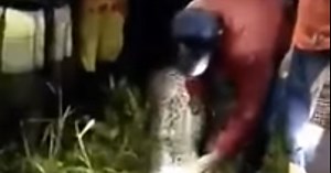 Missing Indonesian Man's Body Found Inside Massive Python