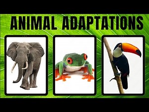 Adaptations of animals in Rainforest/ Tropical Rainforest animals