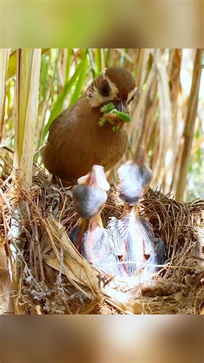 The thrush is busy working hard, all for the healthy growth of its two children!