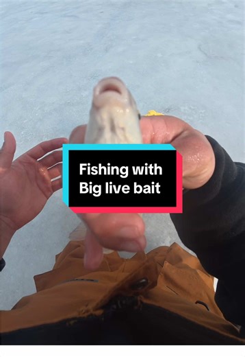 I fished with big live bait #fishing #fishingvideos | fishing