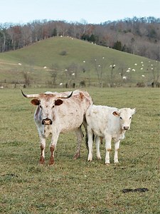 This Sacred Breed of Cattle Has Survived 2,000 Years to Make It to Your Table