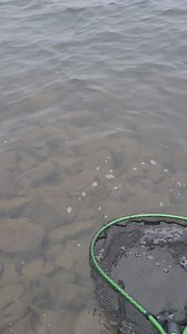 3 comments | bass release video from my Beckman Nets one of the best sponsors in the world and the company that I've used for over 20 years. | Anthony Rubeo Outdoors | Facebook