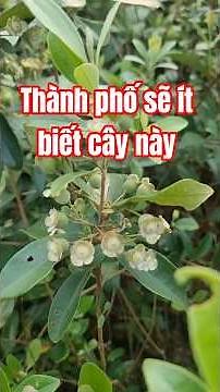 Giới thiệu về cây sim,người thành phố ít biết ( khiêm sim 0966.293.116)