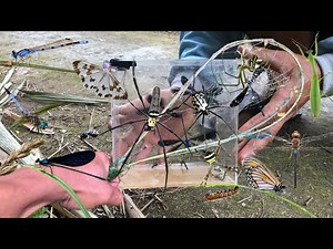 Catching insects using spider webs‼️spiders, dragonflies, butterflies, praying mantises
