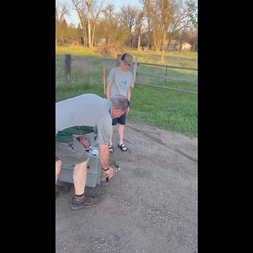 Another rehabilitation success! 🦉 To learn more about our raptor rehabilitation program, click the link below! 👇🏻 Open daily 10am to 6pm. https://www.dakotazoo.org/education/raptor-rehabilitation/ | Dakota Zoo