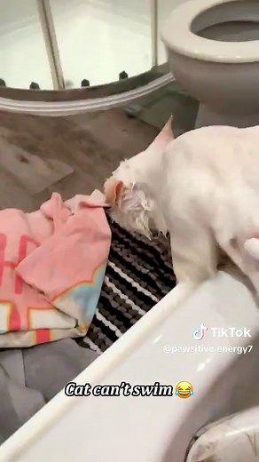 Cat Fell Into Water: Funny Cat Swimming Clip