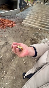 119K views · 1.8K reactions | A căzut ceasul de pe mînă la curtea din Ciuraliate 臘‍♂️‍♂️ | Nelson Mondialu' Fenomen | Facebook