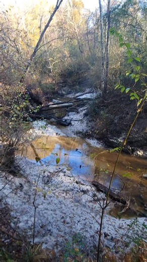 Hard Core Hog Dogs on Instagram: "Www.hardcorehogdogs.com @hchdtiff @michaelspiehler #hardcorecutgear #hardcorehogdogs #showtimedogfood xtendarangeantennas westcoasttelemetry oldsouthdogboxes outdooroutcastapparel dansbriarproof hammerheadbumpers @hammerheadarmor @garminfishhunt @westcoasttelemetry @wadeholtcraft #hogdogs hogdog #hoghunting baydog hunting wildboar wildhogs boarhunting huntingdogs hunting workingdogs hogdogsofinstagram workingdogsofinstagram huntingwithfamily"