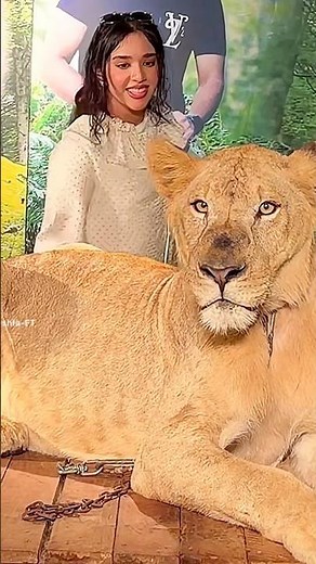 Shfa got attacked by a lion 😱 #Shfa #Explore