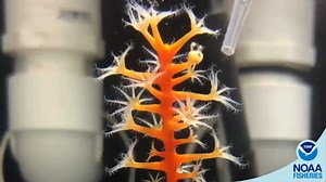 5.2K views · 42 reactions | It’s alive! These baby corals are alive...