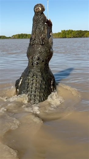 The big fella getting after it today 🐊🚀 Saltwater Crocodile Adelaide River Top End NT 🐊 @spectacularjumpingcrocodiles | Wildman Adventures