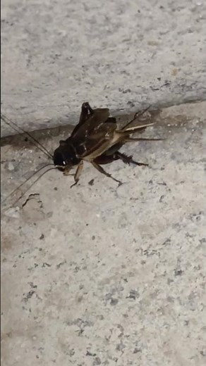 The sound-producing mechanism of crickets