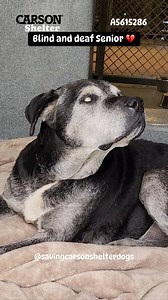 23K views · 1.9K reactions |  Rescued by Labradors and Friends Dog...