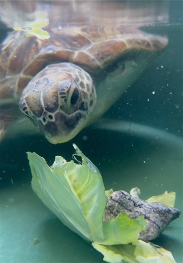 Enrichment is an important part during the rehabilitation journey. It helps sea turtles stay physically active and mentally engaged. To promote natural behaviours and movement we provide: 🫧 Floating and under water scratching stations — keeping their shells clean and giving them a scratch 🥬 Greens balls/tubes — encourages natural foraging behaviour and keeps feeding interesting. 🧊 Squid blocks — a slow-feeding treat that promotes natural feeding habits while helping maintain beak/jaw strength