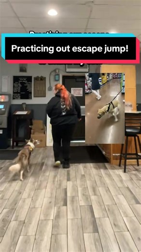 Because Violence is on the smaller side, I’ve trained her to jump into my arms on the cue “dog catch.” And no, it’s not just a cute trick. It’s a safety move. If an off leash pet charges us, she can get off the ground fast and into my arms before things escalate. Yes, I know picking up a dog can sometimes make another dog jump more, but for us this gives me the most control. When she’s in my arms, I can shield her and physically block or kick away a charging dog if I have to. My goal is always t