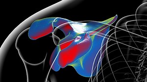 Human skeleton anatomy Scapula Bone 3D Rendering For Medical Concept