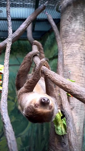 #DYK food remains in a sloth’s short digestive tract for nearly one month!Our sloth, Indie, love to munch on green beans, beets, and other veggies 🫛🫑🥕🍠 We hope you all had fun at our #InternationalSlothDay event! 🦥 #GreensboroScienceCenter #VisitGSO #LinnesTwoToedSloth #Sloth #SlothLove #TwoToedSloth | Greensboro Science Center