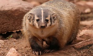Are Badgers Dangerous?