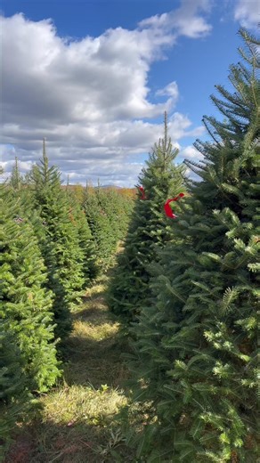 Treasy just landed in Toronto! 🌲 Your easiest, most magical way to get a real Christmas tree, delivered straight to your home. Choose your favourite tree, pick your delivery date, and let our real-life nutcrackers handle the rest. We bring the forest to your living room, with care, joy, and zero hassle. Real trees. Real scent. Real magic. ✨ Now delivering across the GTA! 🚛🎁 | Treasy