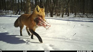Network of trail cameras captures Syracuse’s secret urban wildlife (photos)