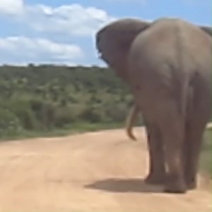 162K views · 10K reactions | "The biggest elephant I've ever seen!" | Elephant Lovers | Facebook