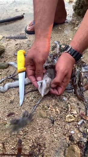 Catchy Viral: How to Clean and Prepare Fresh Octopus on the Beach 🐙