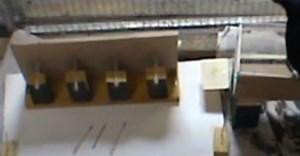 These Amazing Animals Can Build Their Own Tools — And No, They Aren’t Apes!