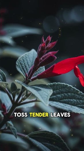 Top 5 Benefits of Pineapple Sage — Salvia elegans | Natures Little Lessons 🌿