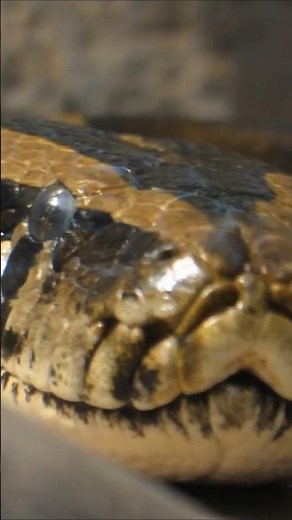 Snakes: The Formidable African Rock Python