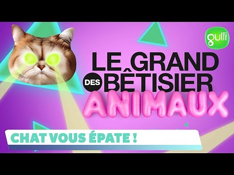 🚨 LOLCATS I Le grand bêtisier des animaux : Chat vous épate ? 😹