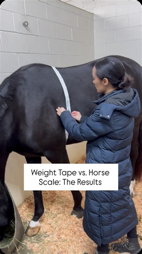 Frida | Black 2021 Oldenburg Mare on Instagram: "Weight Tape vs. Scale: The Results Using a weight measuring tape, Frida came in between 1,375–1,399 lbs, depending on placement. Her true weight on the scale? 1,434 lbs. That means the tape was within about 3–4% of her actual body weight. Not bad! #horsecare #equineeducation #equinevet #horsehealth #horselife"