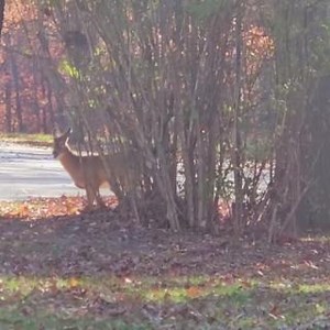 21K views · 531 reactions | Everyone enjoys a crisp, fall morning at Missouri state parks and historic sites. Join us! Find a park near you at https://mostateparks.com/find-a-park. (Video Credit: Bothwell Lodge State Historic Site, near Sedalia) | Missouri State Parks | Facebook