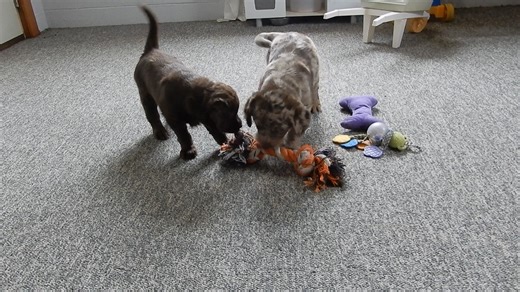 Labradoodle puppy for sale