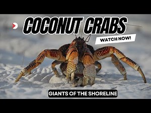 Coconut Crabs: The Giants of the Shoreline