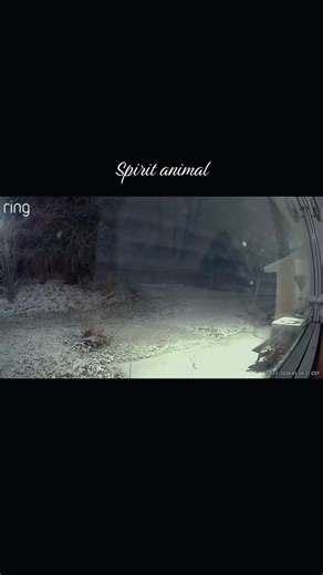 Sapphire Heart (@sapphirenrg)’s videos with Starlight (feat. Myles Kennedy) - Slash