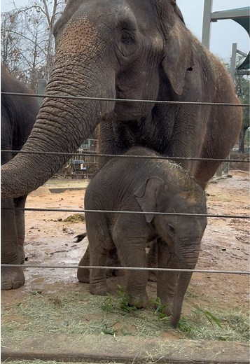 Enjoy a Close-Up of Kirby the Elephant at Houston Zoo