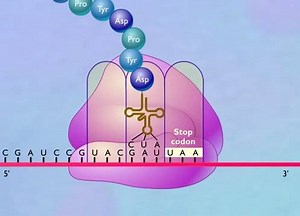 Protein Synthesis (Translation)... | All About Molecular Biology